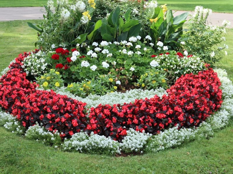 Blooming flower bed